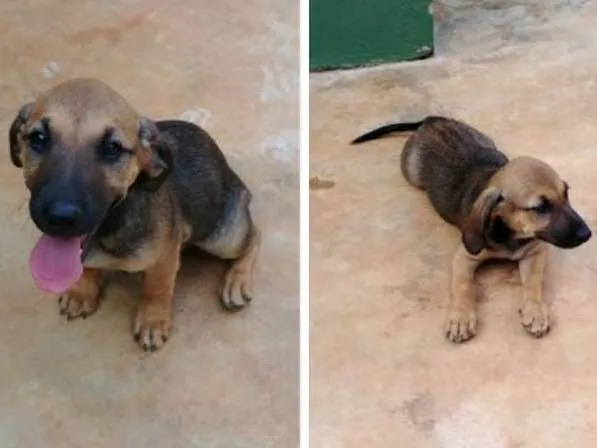 Cachorro ra a Sem raça idade 2 a 6 meses nome Jyn Erso (Star Wars)