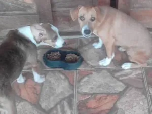 Cachorro raça Vira lata idade 2 a 6 meses nome Princesa