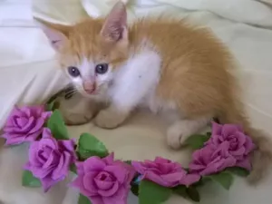 Gato raça vira lada idade 2 a 6 meses nome sem nome