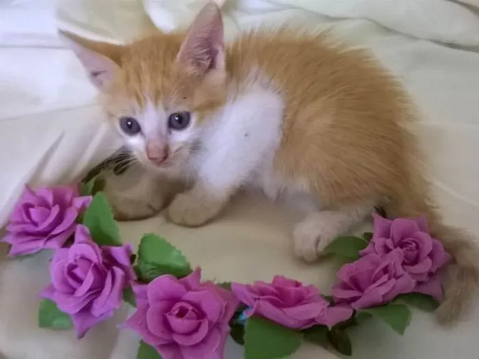 Gato ra a vira lada idade 2 a 6 meses nome sem nome