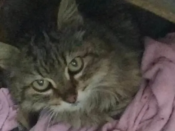 Gato ra a Não sei idade 7 a 11 meses nome Gata