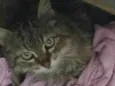 Gata