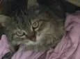 Gata