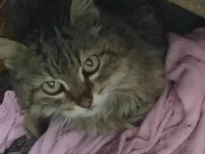 Gato raça Não sei idade 7 a 11 meses nome Gata