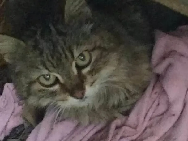 Gato ra a Não sei idade 7 a 11 meses nome Gata