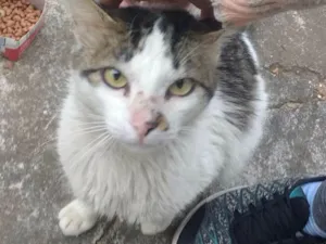 Gato raça Não sei idade 1 ano nome Gatos 