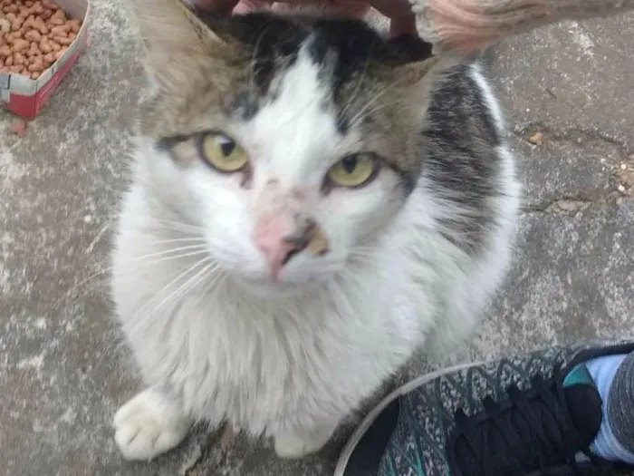 Gato ra a Não sei idade 1 ano nome Gatos 