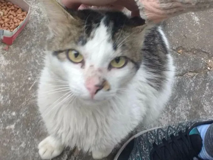 Gato ra a Não sei idade 1 ano nome Carinhoso