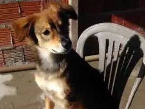 Cachorro raça SRD idade 1 ano nome Rafa