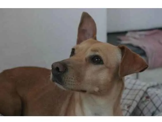 Cachorro ra a Srd idade 2 anos nome Perséfone