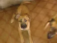 Boris