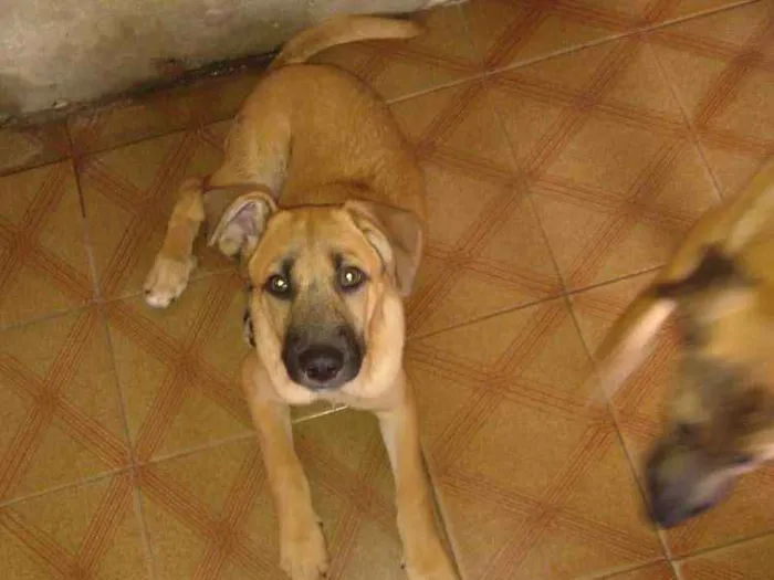 Cachorro ra a Srd idade 2 a 6 meses nome Boris