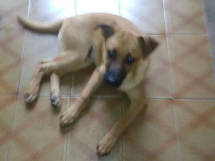 Cachorro ra a Srd idade 2 a 6 meses nome Boris