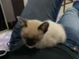 Thomas