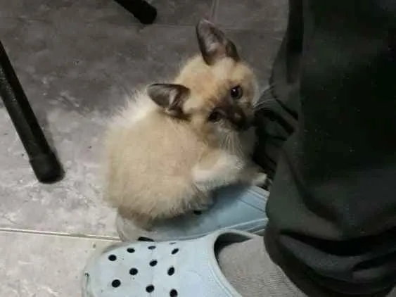 Gato ra a Srd idade 2 a 6 meses nome Thomas