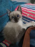 Thomas