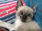 Gato raça Srd idade 2 a 6 meses nome Thomas