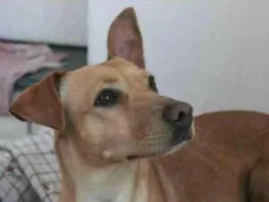 Cachorro raça Srd idade 2 anos nome Perséfone