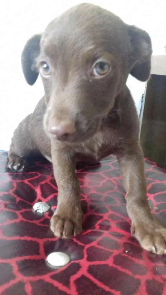 Cachorro raça SRD idade 2 a 6 meses nome Sem Nome