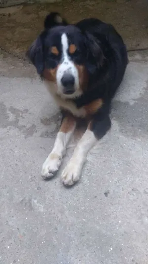 Cachorro raça Border Collie idade 2 anos nome DYMOND