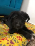 Spot