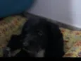 Spot