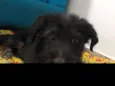 Spot