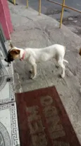 Dalila