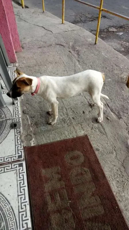 Cachorro raça SRD idade 7 a 11 meses nome Dalila