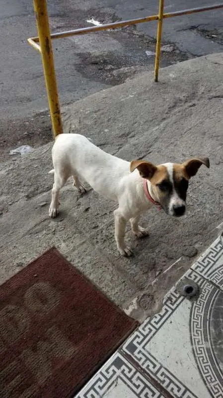 Cachorro raça SRD idade 7 a 11 meses nome Dalila