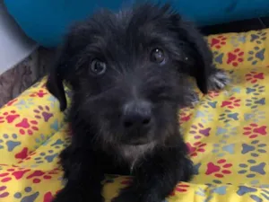 Cachorro raça SRD idade 2 a 6 meses nome Spot