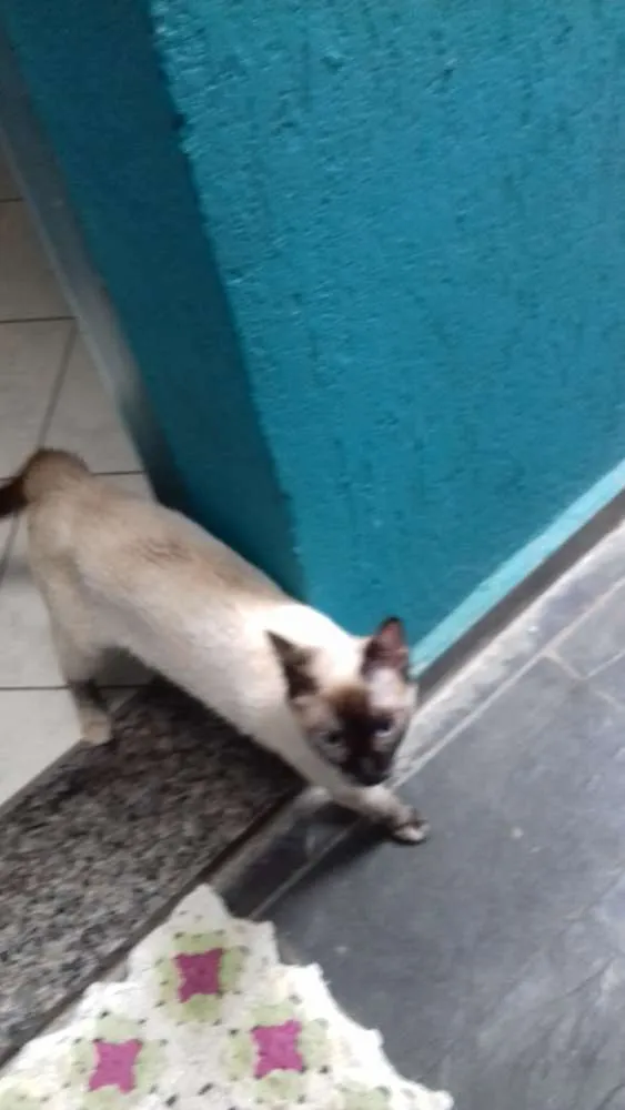 Gato ra a siames idade 7 a 11 meses nome Amora