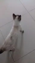 Amora