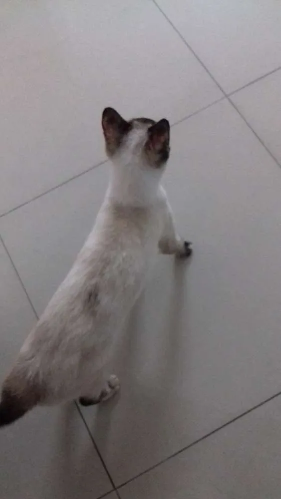 Gato ra a siames idade 7 a 11 meses nome Amora