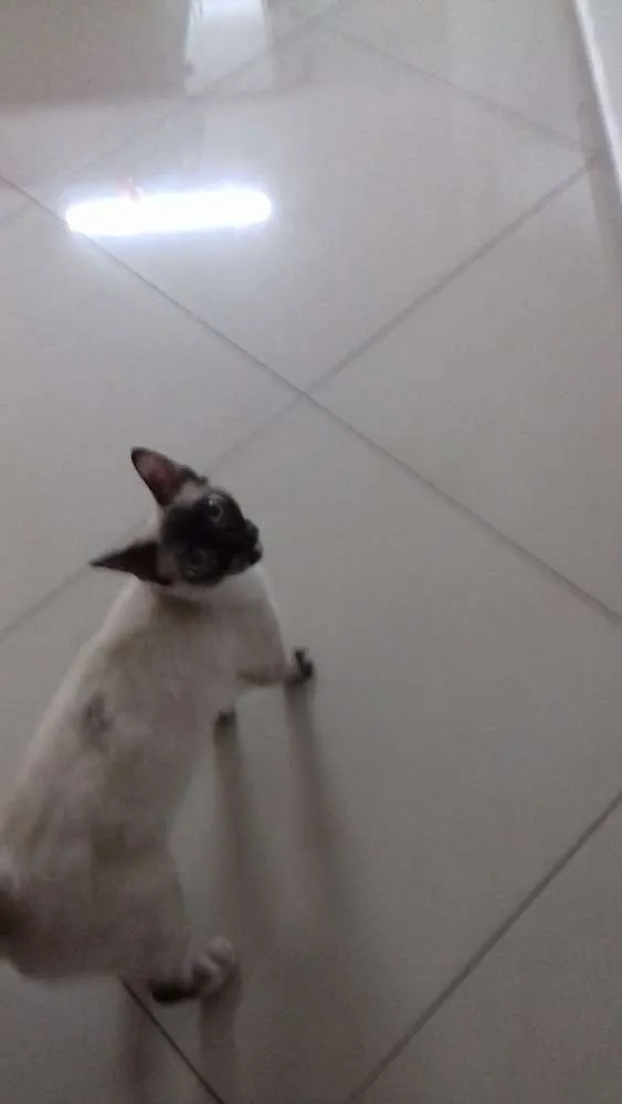 Gato ra a siames idade 7 a 11 meses nome Amora