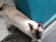 Amora