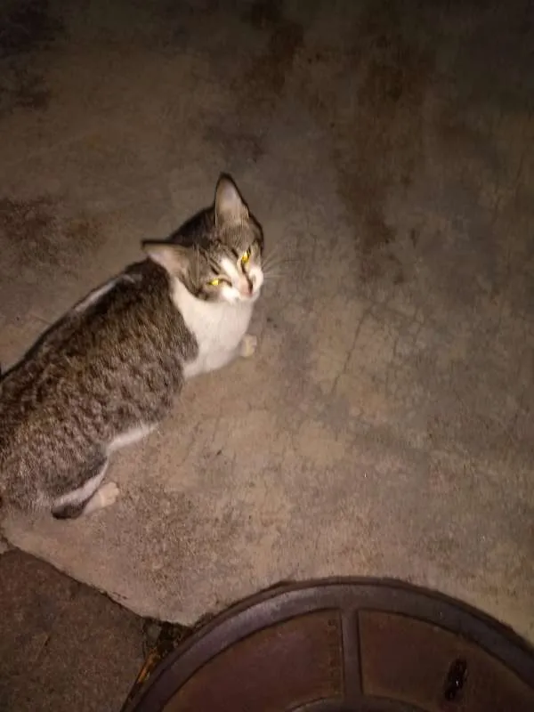 Gato raça indefinida idade 2 a 6 meses nome sem nome