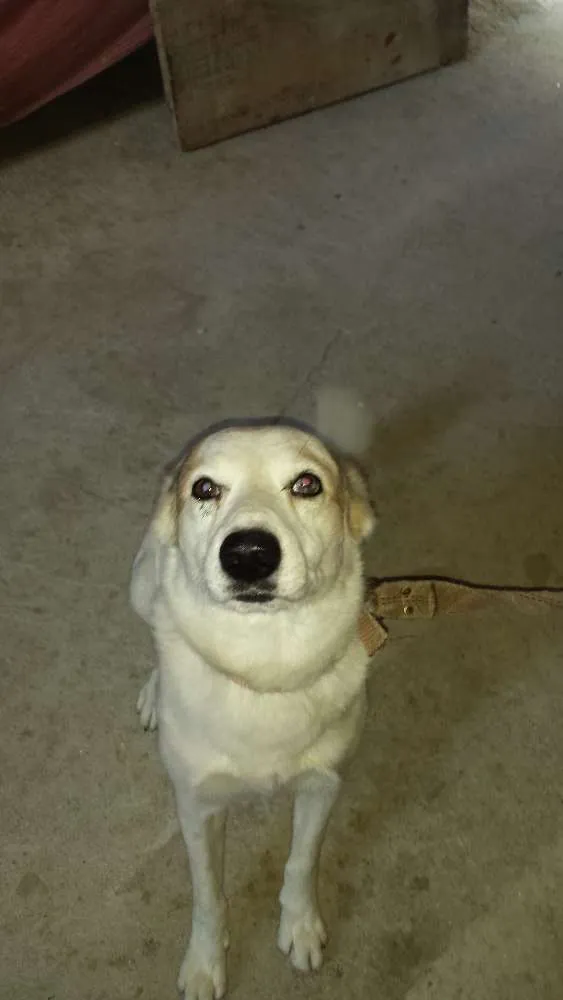 Cachorro ra a Viralata idade 6 ou mais anos nome Giba