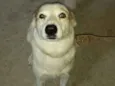 Giba