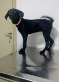 Lua