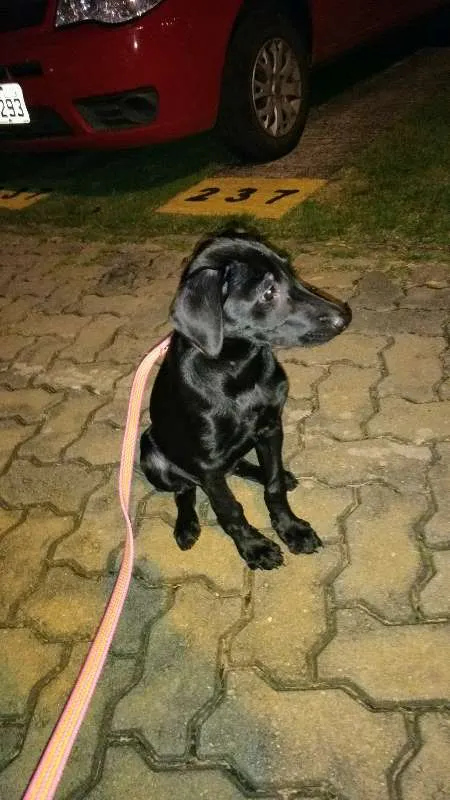 Cachorro ra a Vira-Lata idade 2 a 6 meses nome Lua