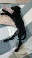 Lua