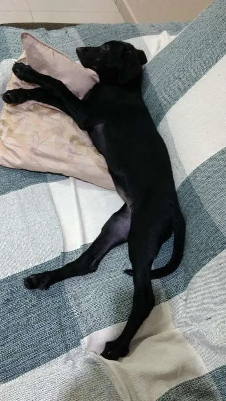 Cachorro ra a Vira-Lata idade 2 a 6 meses nome Lua