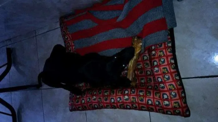Cachorro ra a Vira-Lata idade 2 a 6 meses nome Lua