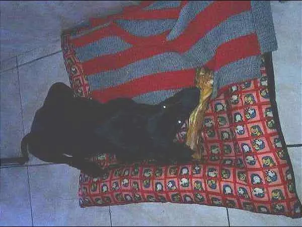 Cachorro ra a Vira-Lata idade 2 a 6 meses nome Lua