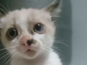 Gato raça  idade 2 a 6 meses nome Sem.nome ainda