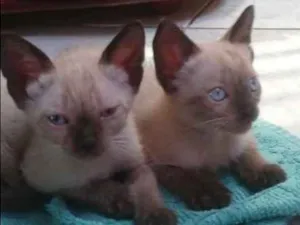 Gato raça  idade 2 a 6 meses nome Sem nome 
