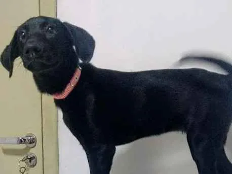 Cachorro ra a Vira-Lata idade 2 a 6 meses nome Lua