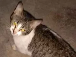 Gato raça indefinida idade 2 a 6 meses nome sem nome