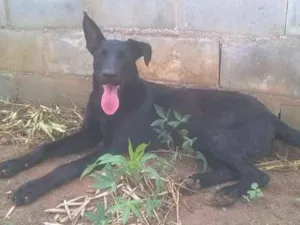 Cachorro raça Nãodefinida idade 2 anos nome Gamball